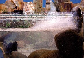 image of Amada Shone's fishtank