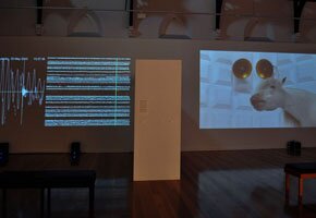 Understory installation view