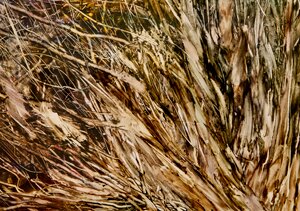 Paperbark Marion Green